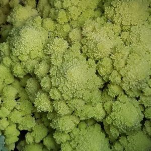romanesco italia brccoli bulk