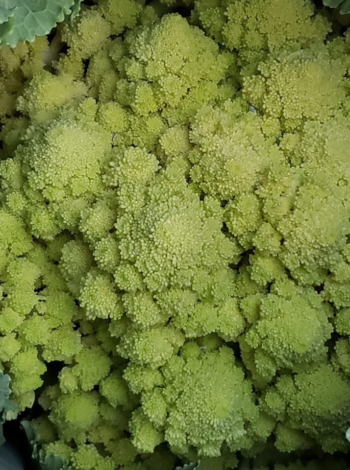 Romanesco Italia Brokkoli