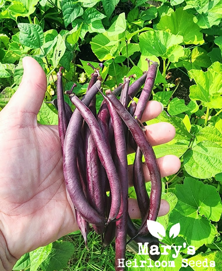 Farbe-Themed Samen Combo: Violett