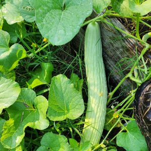 Armenische Gurke BULK