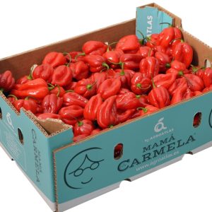 roter Habanero-Pfeffer – feurig heiß geschmackvoller Genuss