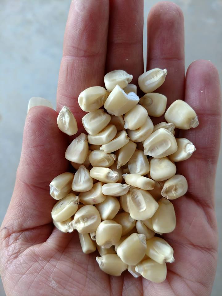 Boone County Weiß Mais BULK