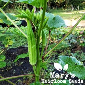 Clemson Wirbelsäulenlose Okra Bulk