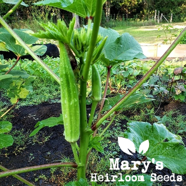 Clemson Spineless Okra BULK
