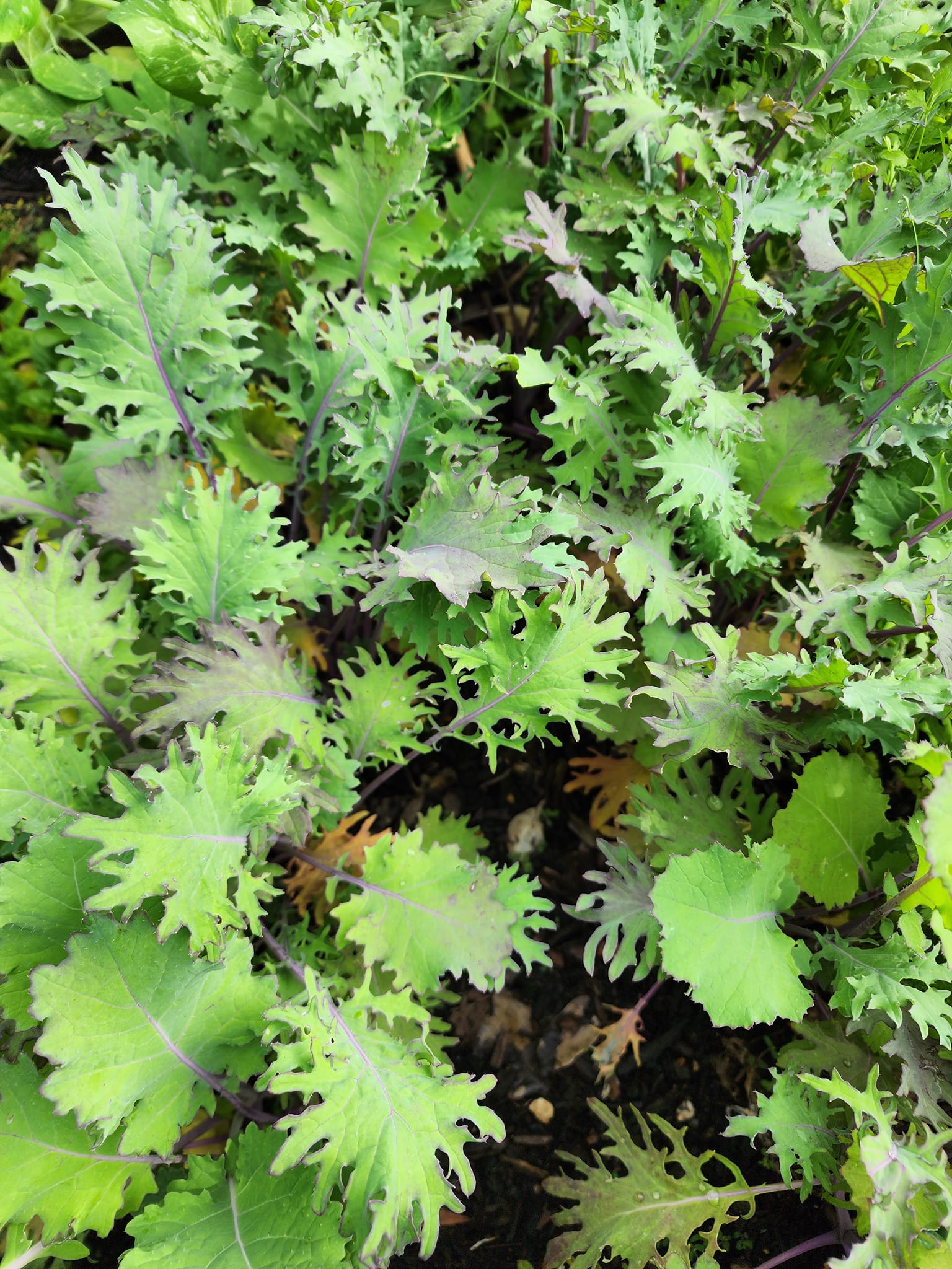 Russischer roter „Ragged Jack“ Kale BULK