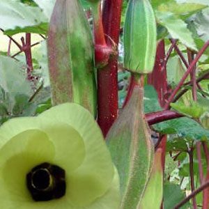 Texas Hill Country rote Okra-Masse
