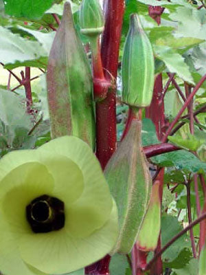 Texas Hill Land Rot Okra BULK