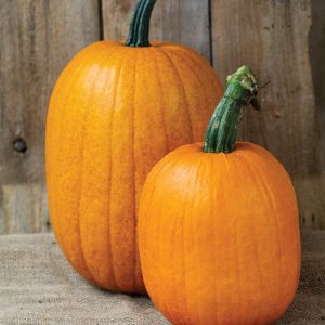 Jack o Laterne Kürbis