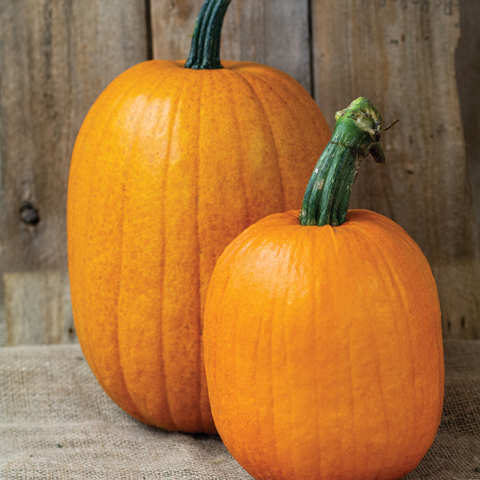 Jack O Lantern Kürbis