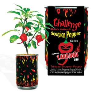 Challenge – Scorpion-Chilipflanze Magic Plant, 1.400.000 SHU