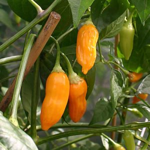 Aji Habanero Pfeffer