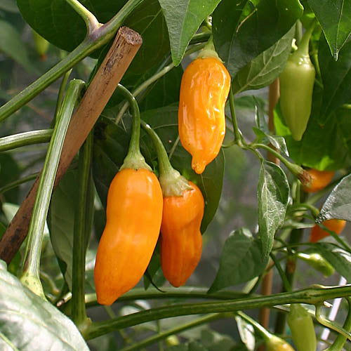 Aji Habanero Pfeffer