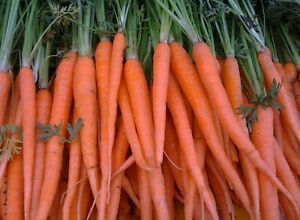 Tendersweet Karotte BULK