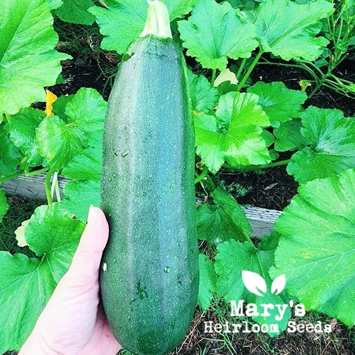 Schwarz Schönheit Zucchini BULK