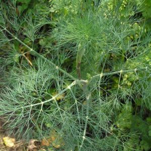 Dill Mammut Bulk
