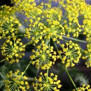Dill Bouquet Masse