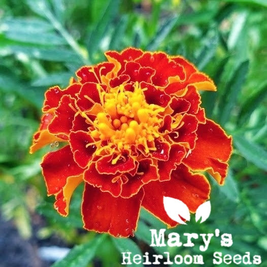 Französische Ringelblume – BULK