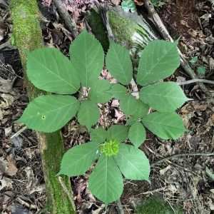 amerikanischen Ginseng