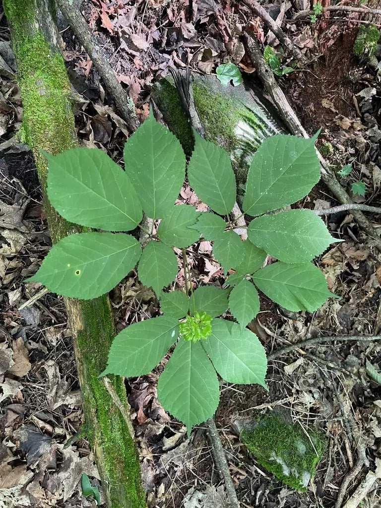 Amerikanischer Ginseng