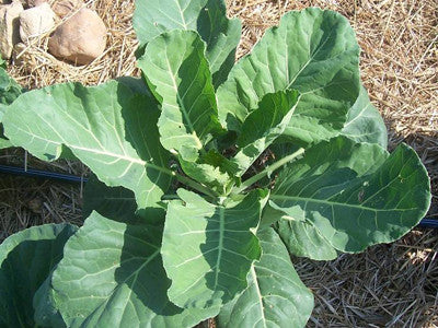 Georgia Grün Collards BULK