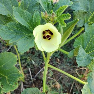 Smaragd-Okra-Masse