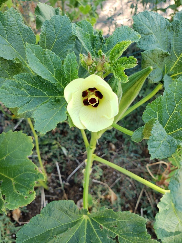 Emerald Okra BULK