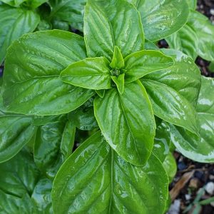 Genovese Basilikum Bulk