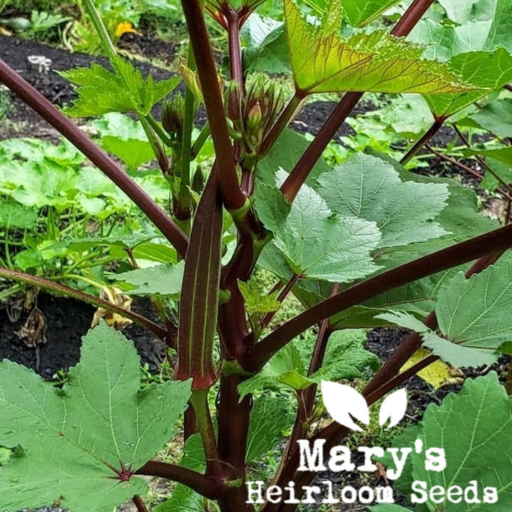 Burgund Okra BULK