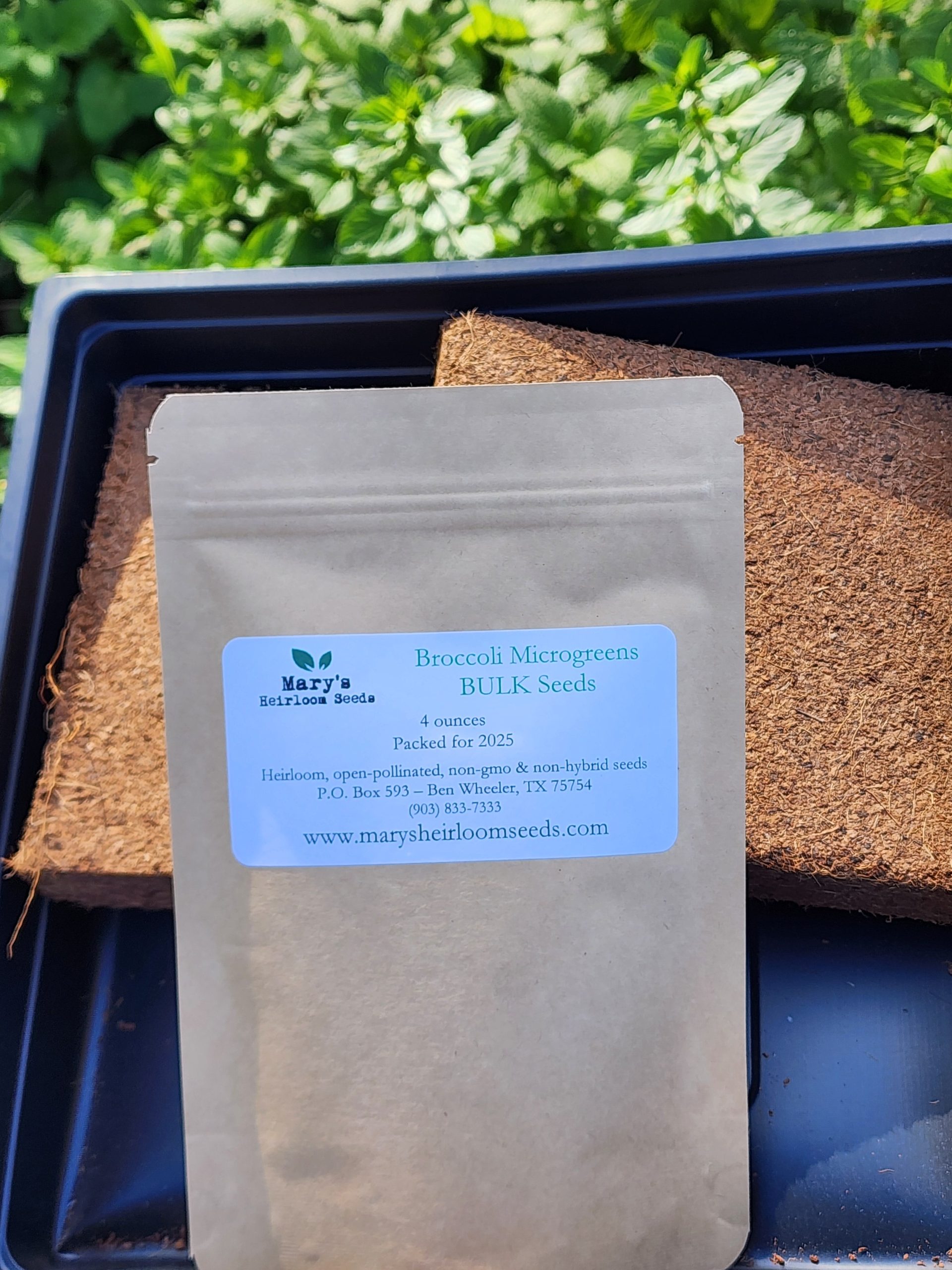 Brokkoli Microgreens Starter Kit Geschenkbox