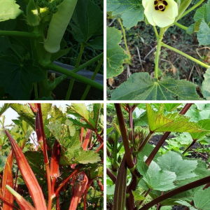 Erbloom-Okra-Samenmischung