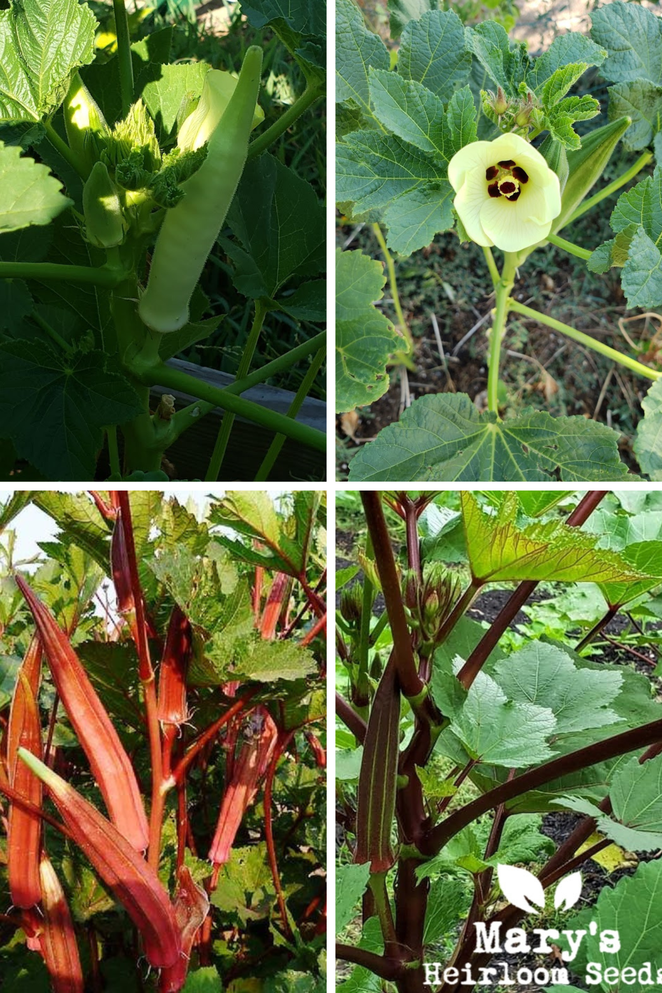 Heirloom Okra Samen Mischung