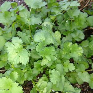 cilantro langsam-bolt bulk
