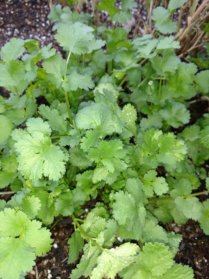 Cilantro Slow Bolt BULK