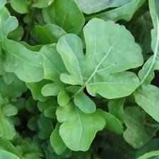 Rucola Slow-Bolt BULK