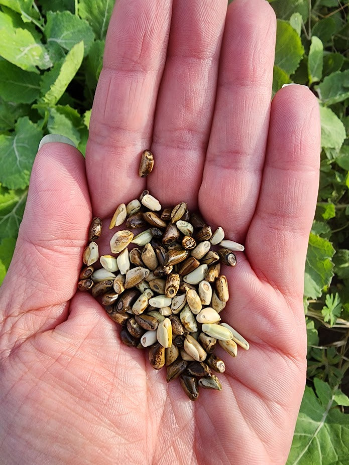 Mexikanische jährliche Teosinte BULK Seeds