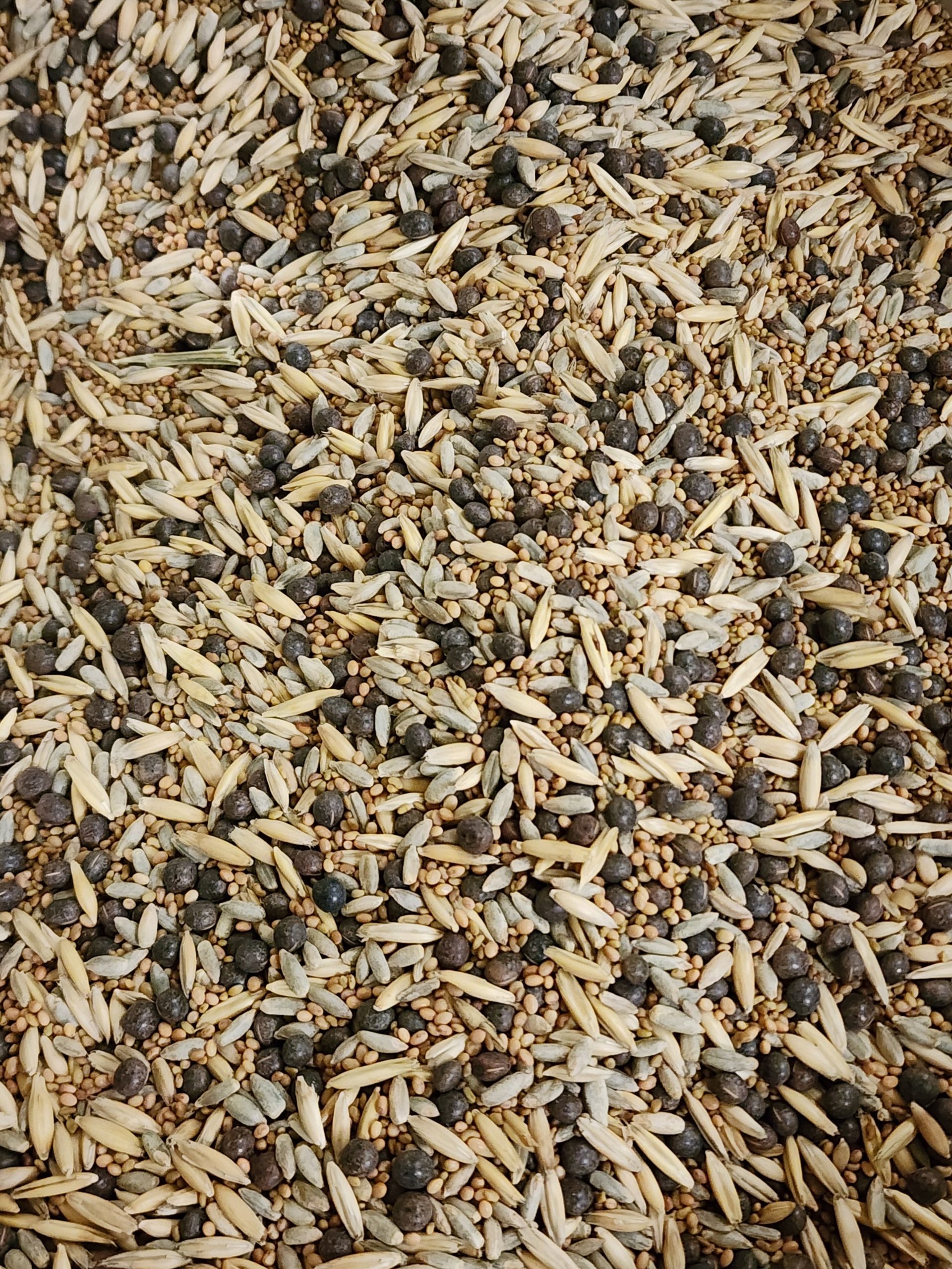 Geflügel Weide Futtermischung BULK Seed Mischung