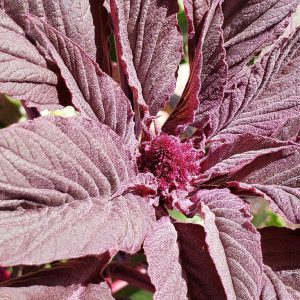 Roter Granat Amaranth Massensamen