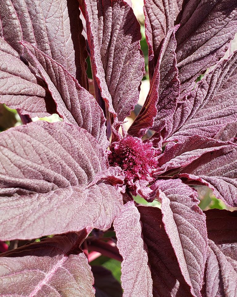 Rote Granat Amaranth BULK Samen