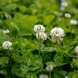 Weiße holländische Klee BULK Seeds