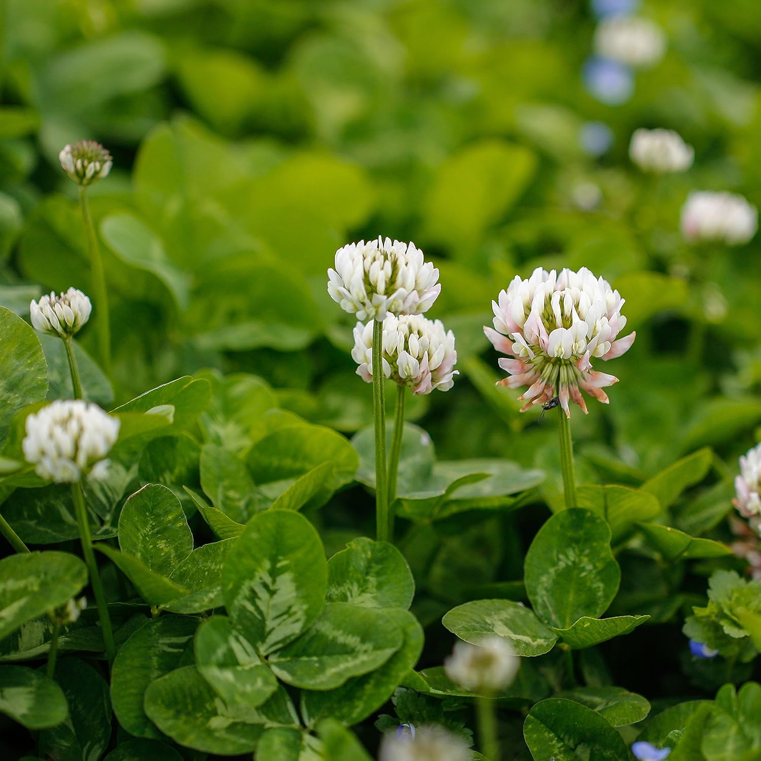 Weiße holländische Klee BULK Seeds