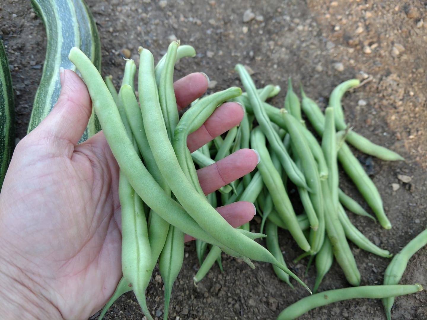 Blauer See Bush Bean – Bulk
