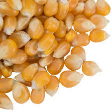 Popcorn Kernels / Samen – Bulk 1 Lb