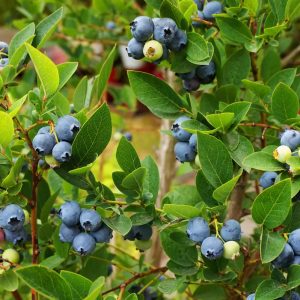 Blaubeer-Kombipackung