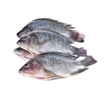 Tilapia Fisch – 4er Packung – Frisch, Gefroren & Köstlich