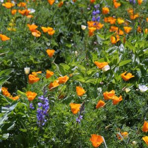 "Deer Proof" Gartenmischung Wildblumen BULK