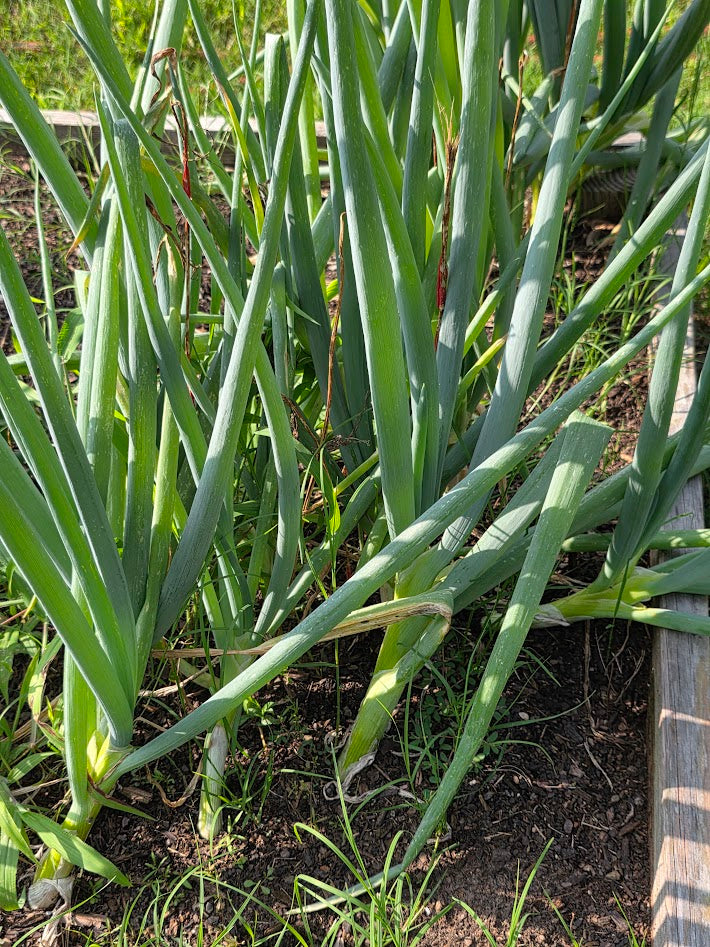 Evergreen Weiß Bunching Zwiebel BULK