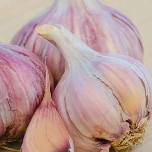 Lila Glasur Samen Knoblauch