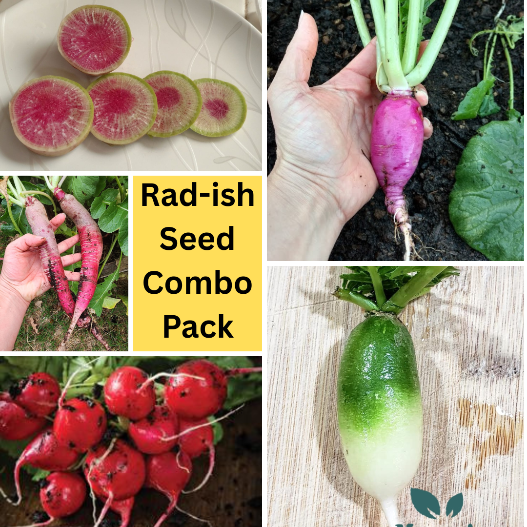 Radish Garten Samen Combo