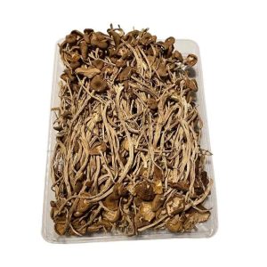getrockneter Pilz agrocybe aegerita