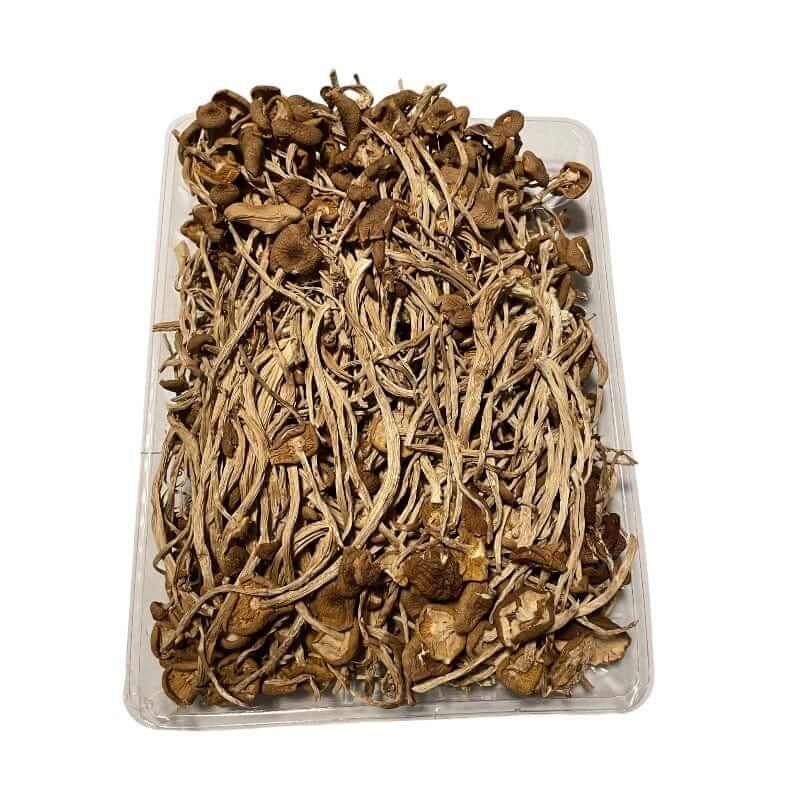 Getrockneter Pilz Agrocybe aegerita